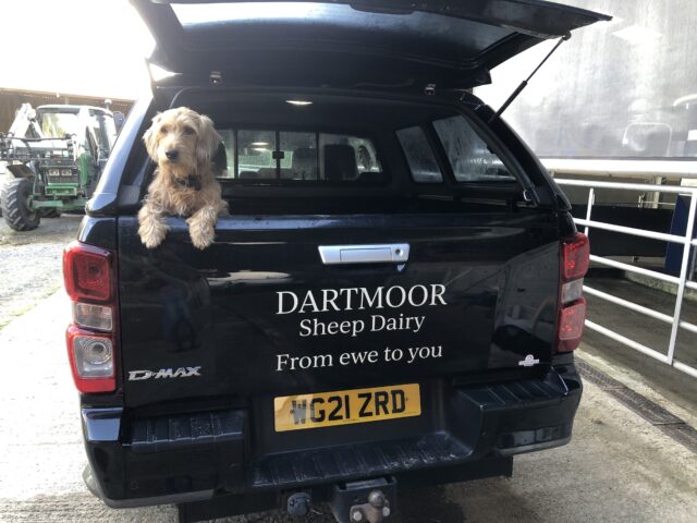 Dartmoor Sheep Dairy combatting Global Warming!